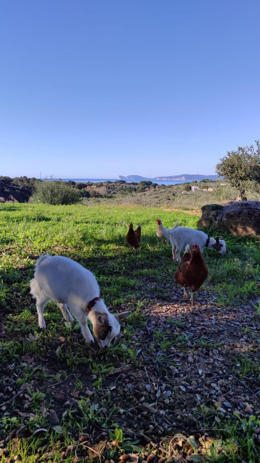Villa Boeddu, Relax Tra Mare E Campagna Alghero Bagian luar foto