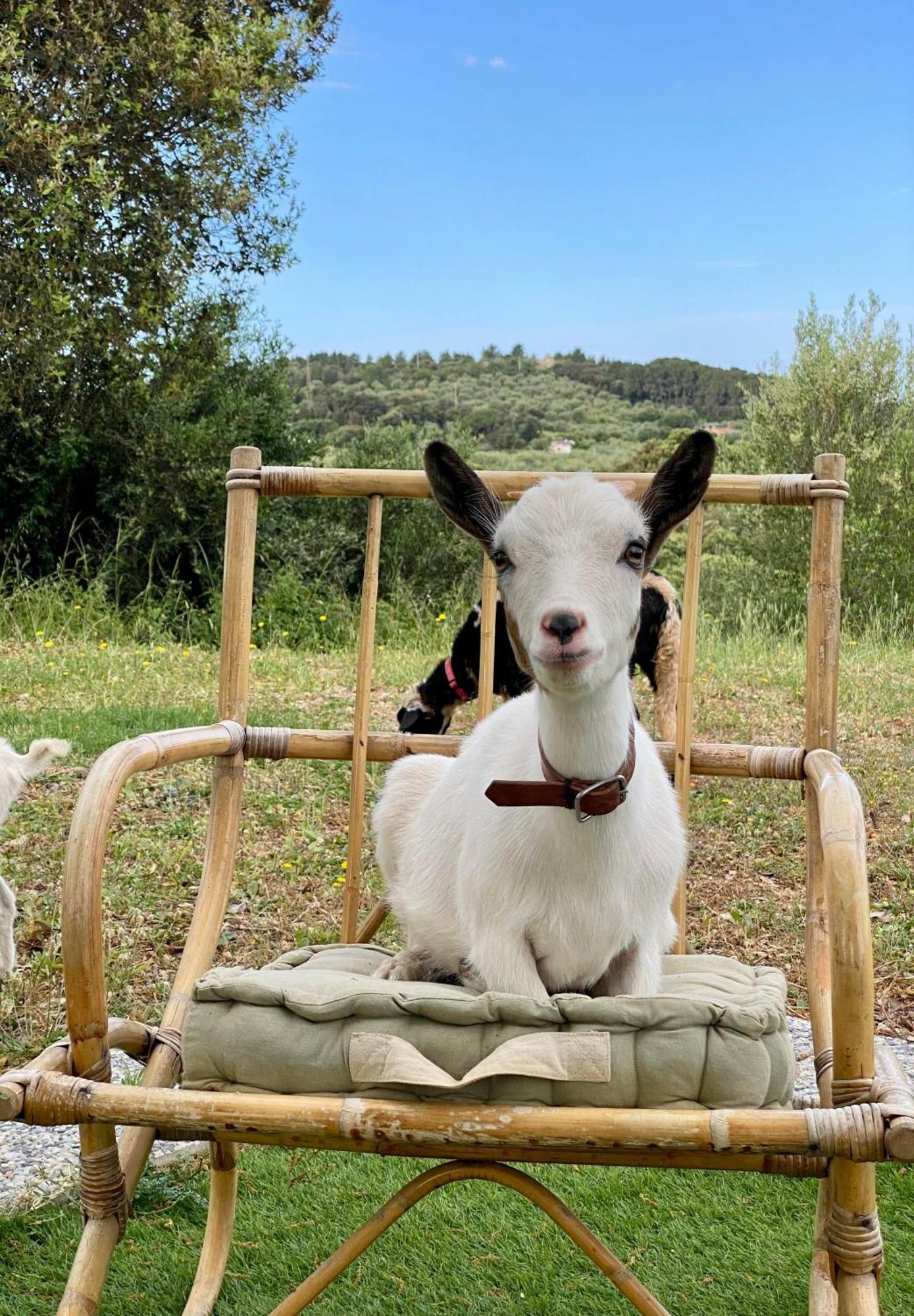 Villa Boeddu, Relax Tra Mare E Campagna Alghero Bagian luar foto