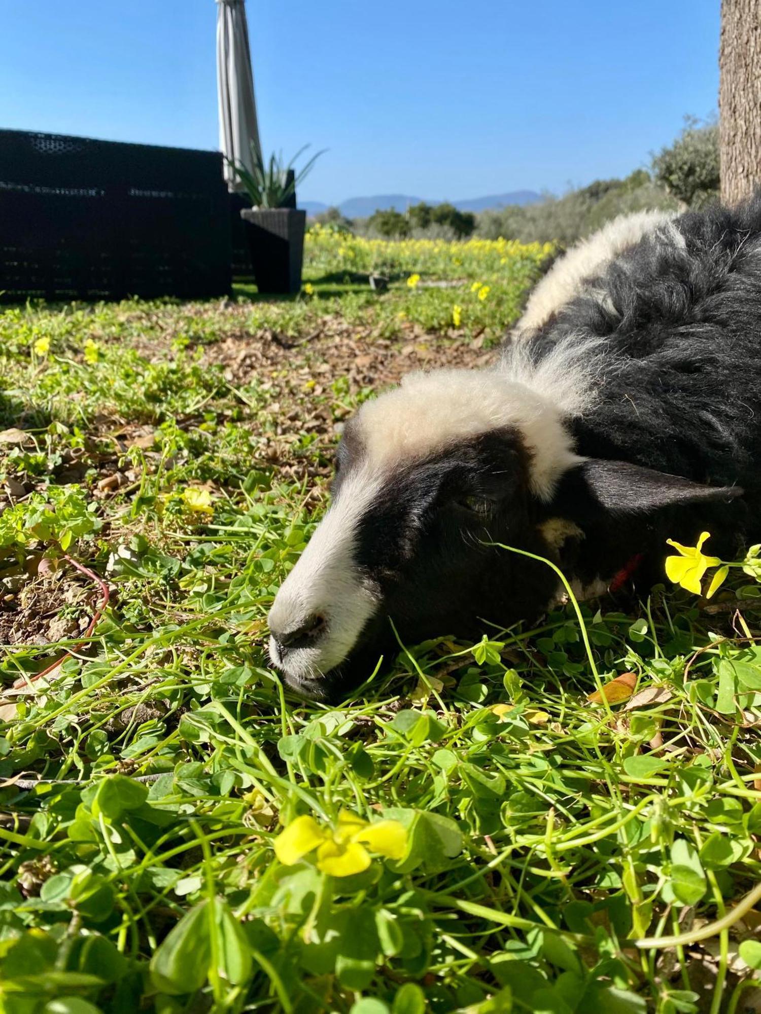 Villa Boeddu, Relax Tra Mare E Campagna Alghero Bagian luar foto